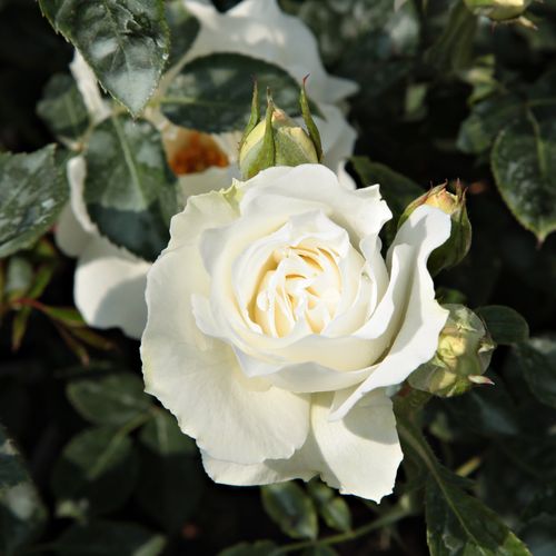 Rosa White Magic™ - blanco - Árbol de Rosas Floribunda - rosal de pie alto- forma de corona tupida